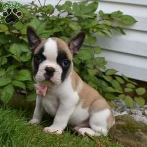LadyBug, French Bulldog Mix Puppy